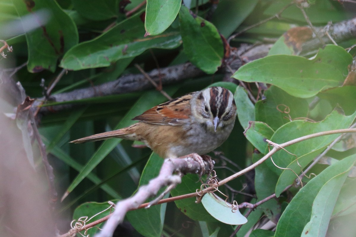 Swamp Sparrow - ML74850841