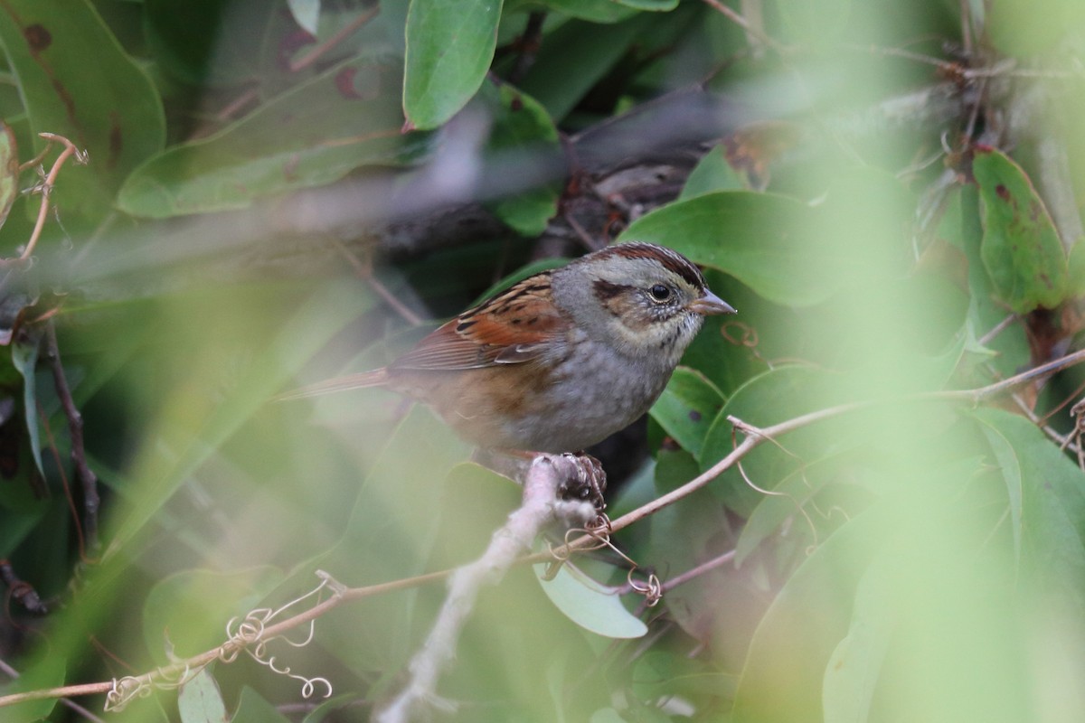 Swamp Sparrow - ML74850951