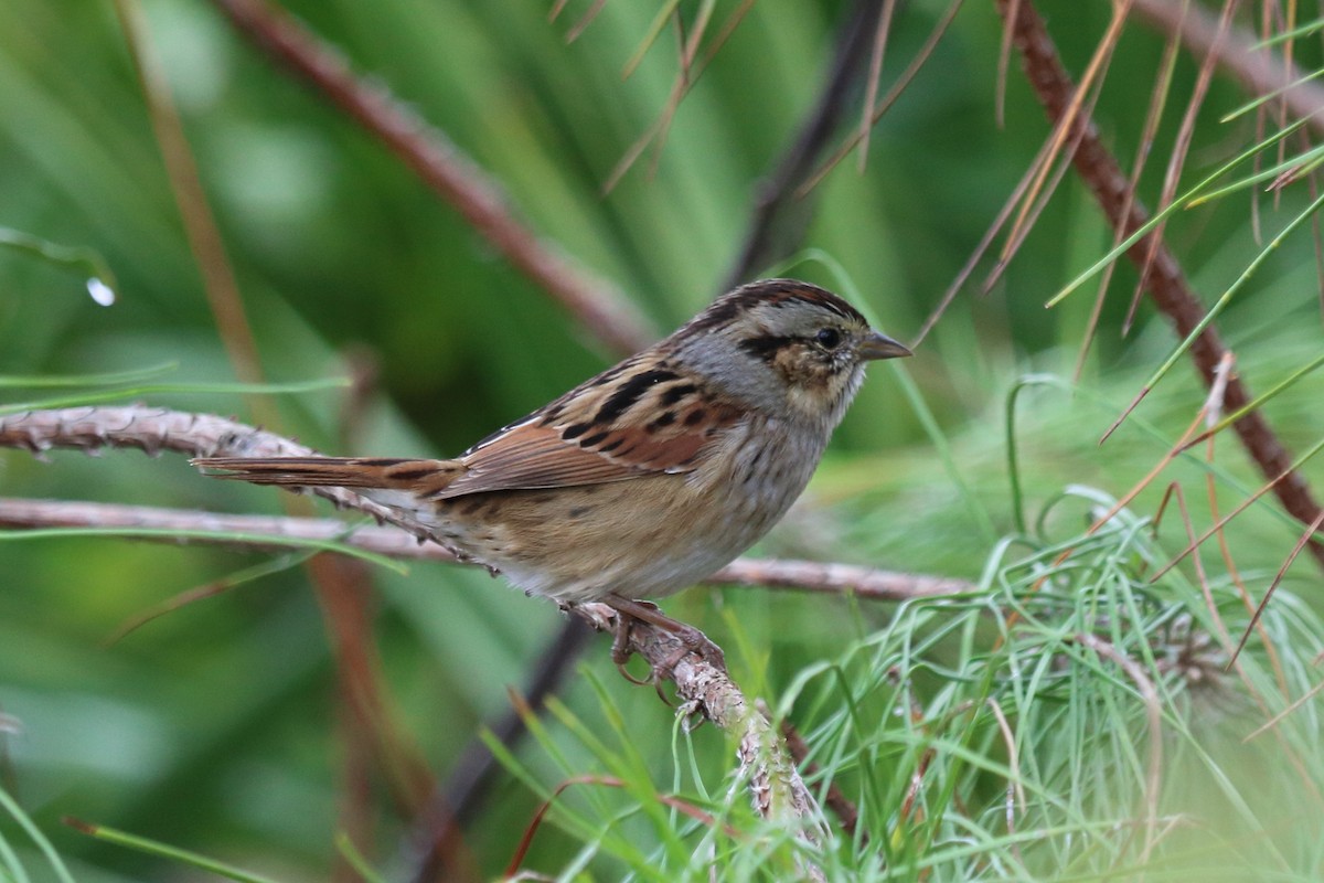 Swamp Sparrow - ML74851021