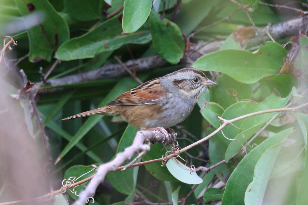 Swamp Sparrow - ML74851071