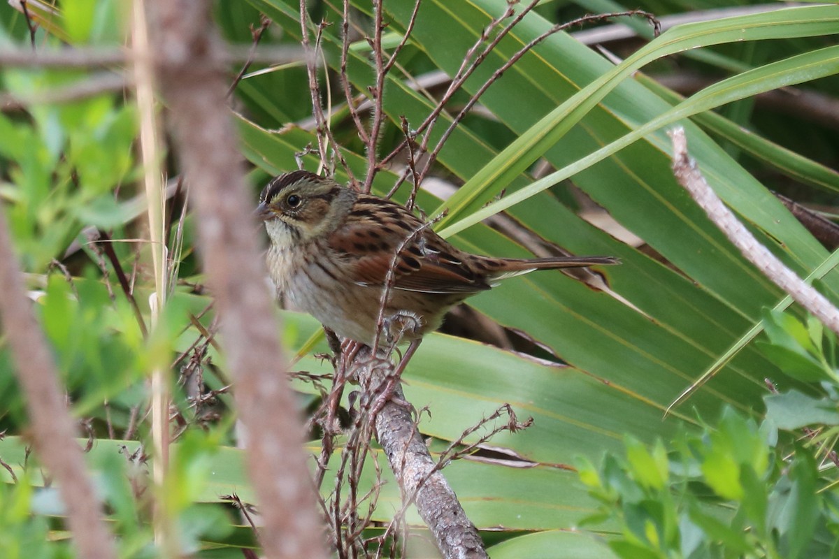 Swamp Sparrow - ML74851141