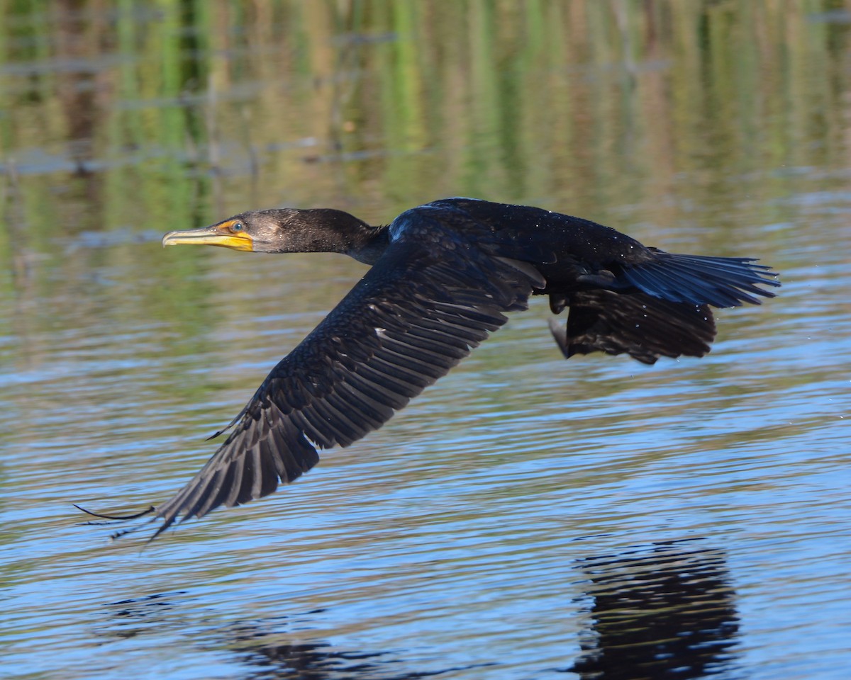 Double-crested Cormorant - Keith McCullough