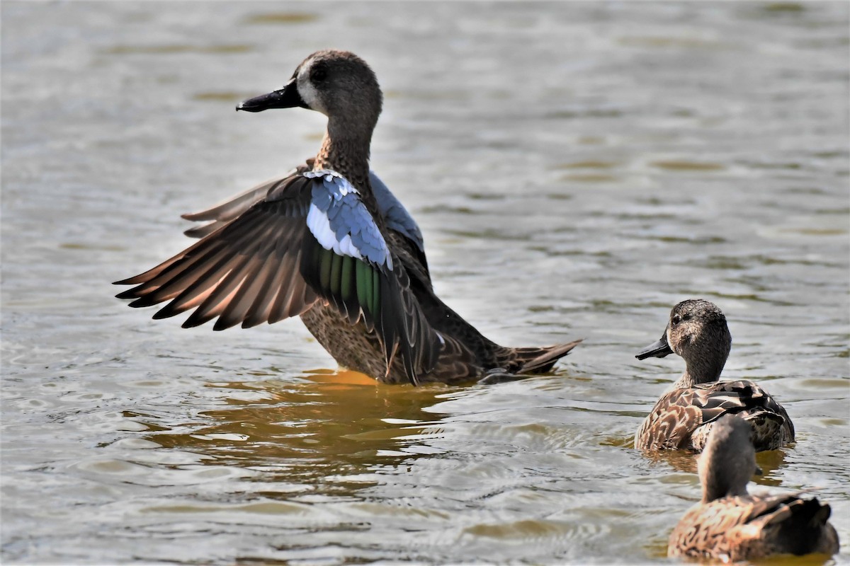 Blue-winged Teal - ML74853551