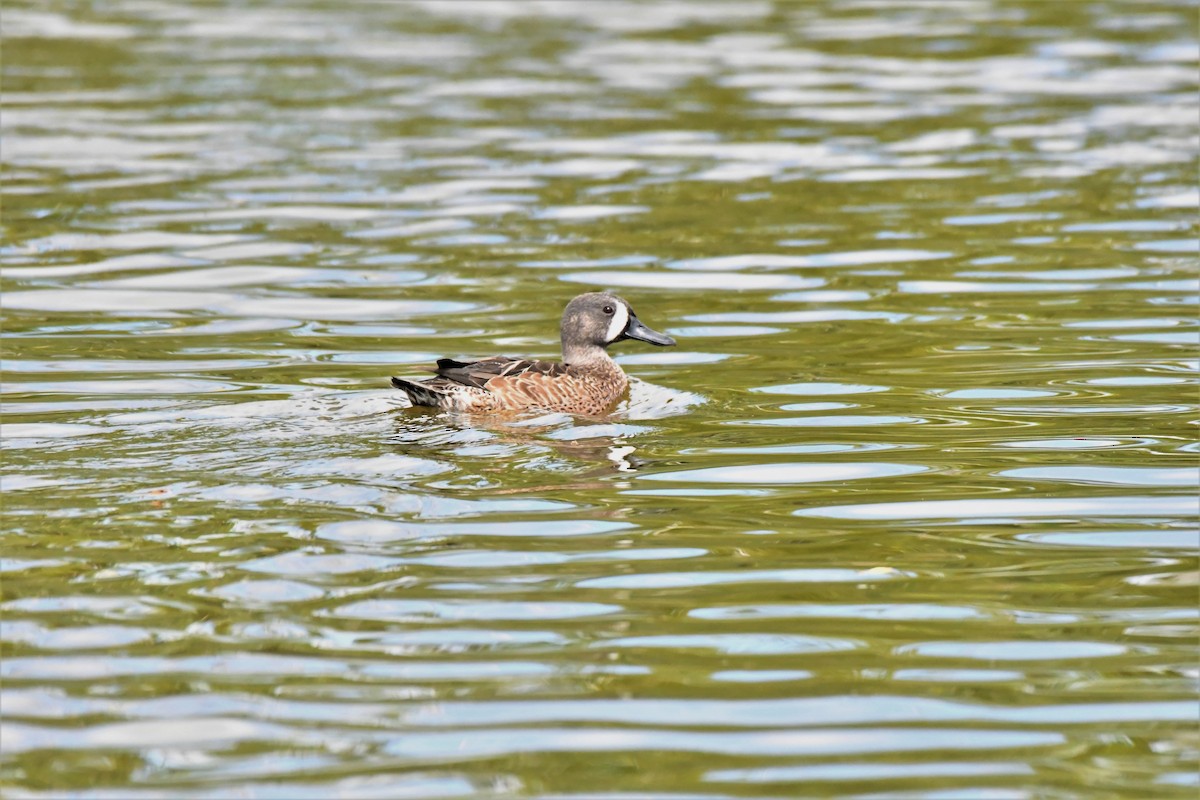 Blue-winged Teal - ML74853611