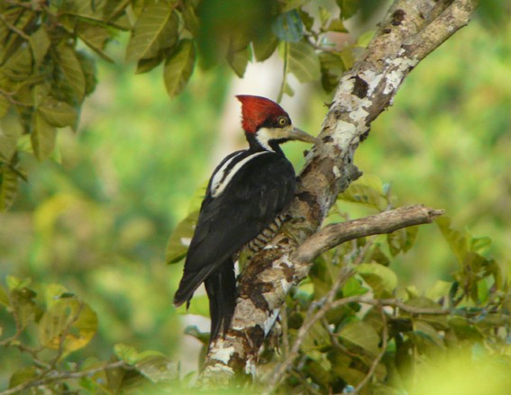 Crimson-crested Woodpecker - Lina Corriveau