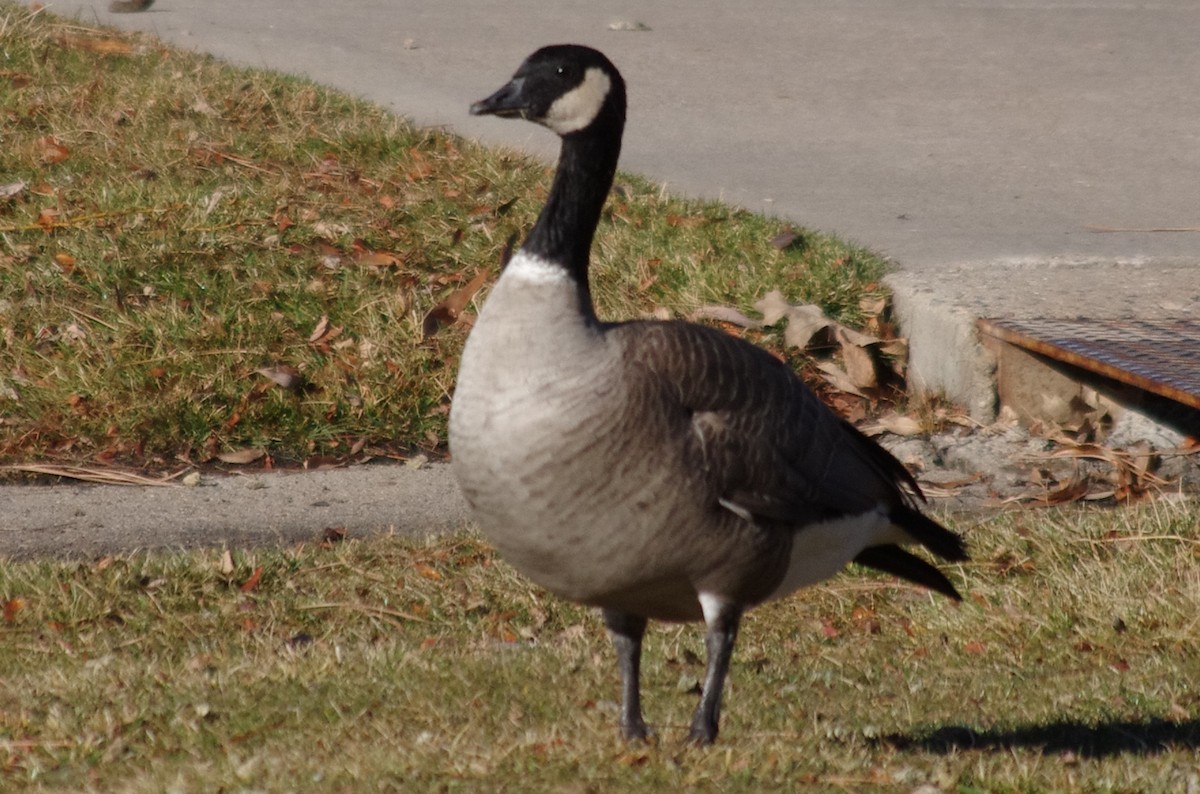 Canada Goose (canadensis Group) - robert beauchamp
