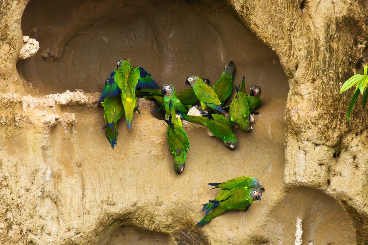 Dusky-headed Parakeet - graichen & recer
