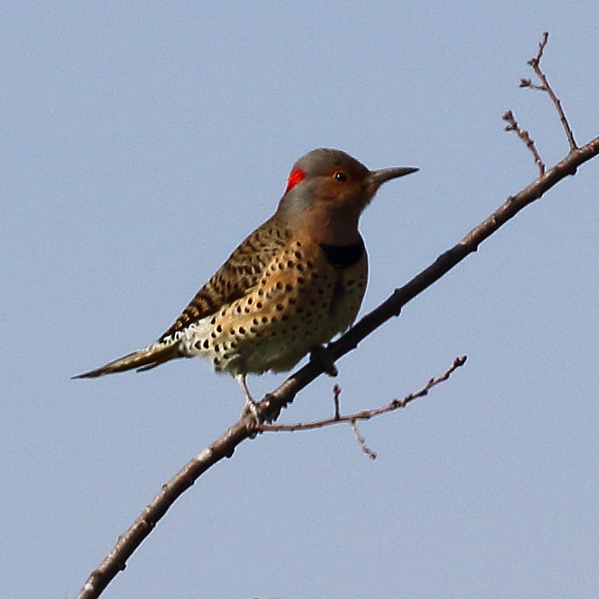 Northern Flicker (Yellow-shafted) - Dan Vickers
