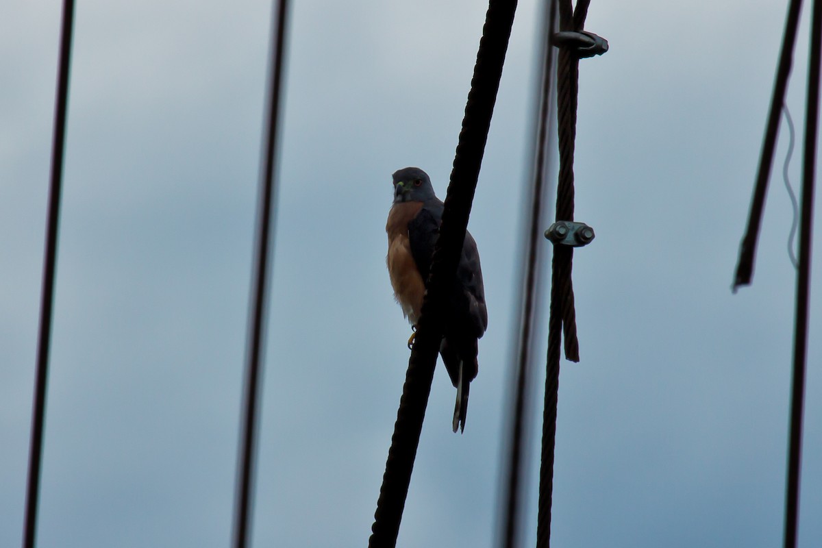 Double-toothed Kite - ML74858071