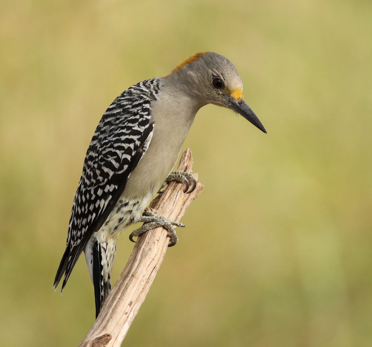 Golden-fronted Woodpecker - Ann Mallard