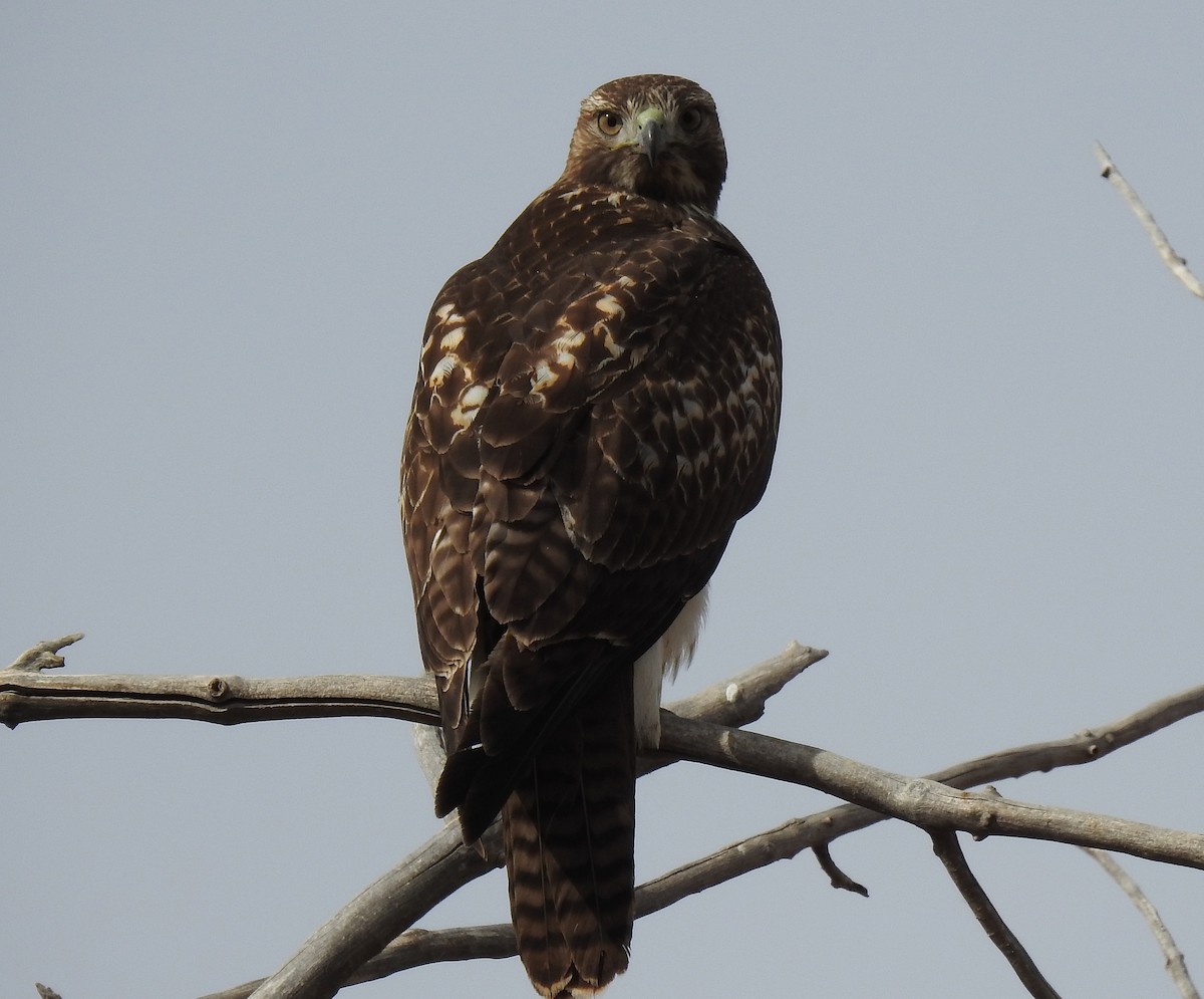 Red-tailed Hawk - ML74867331