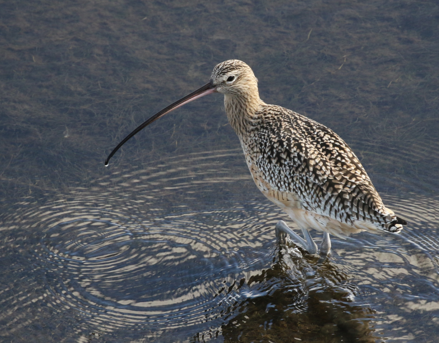 Long-billed Curlew - ML74870321