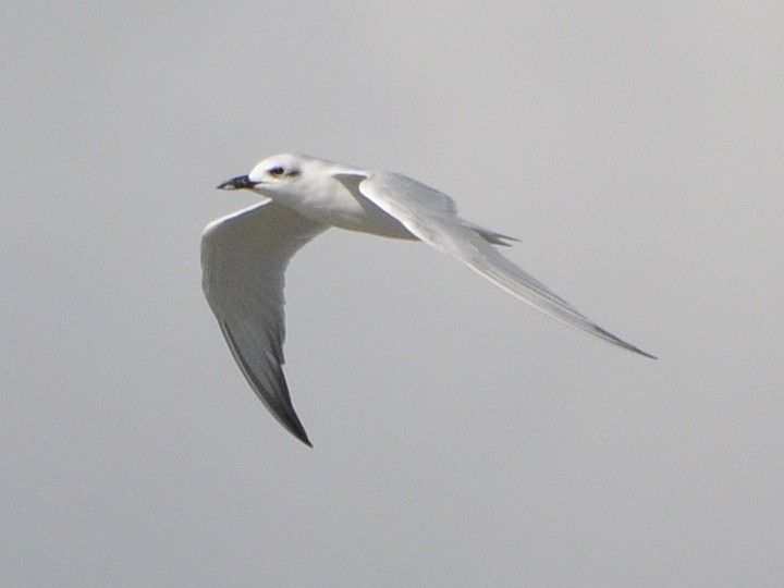 Gull-billed Tern - Matt VanWallene