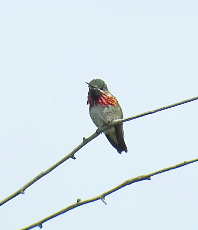 Calliope Hummingbird - Richard Smethurst