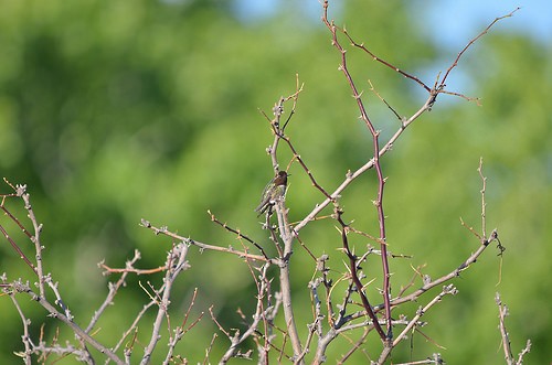 Costa's Hummingbird - Alan Magerkurth