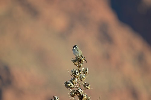 Black-throated Sparrow - Alan Magerkurth