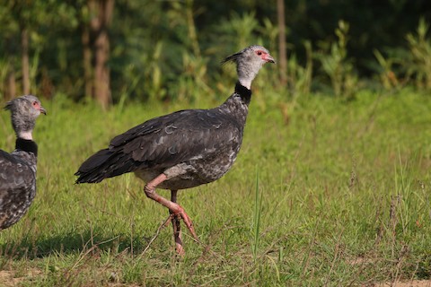 Southern Crested Guineafowl - eBird