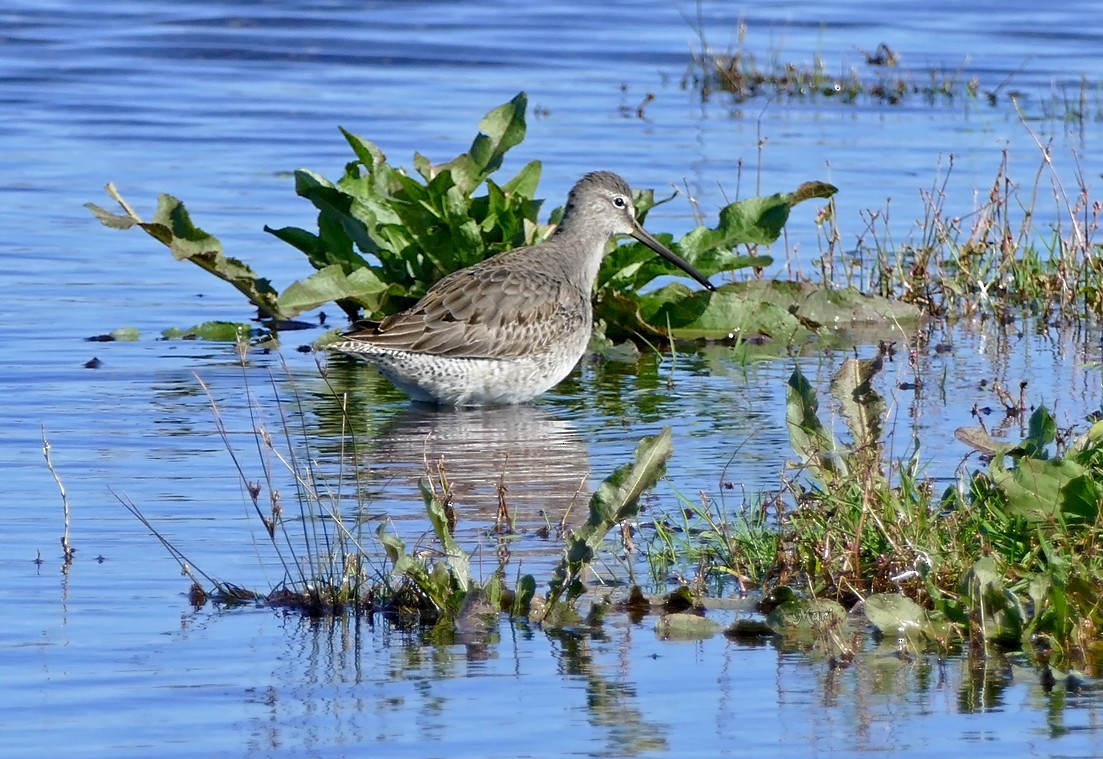 Long-billed Dowitcher - ML74872581