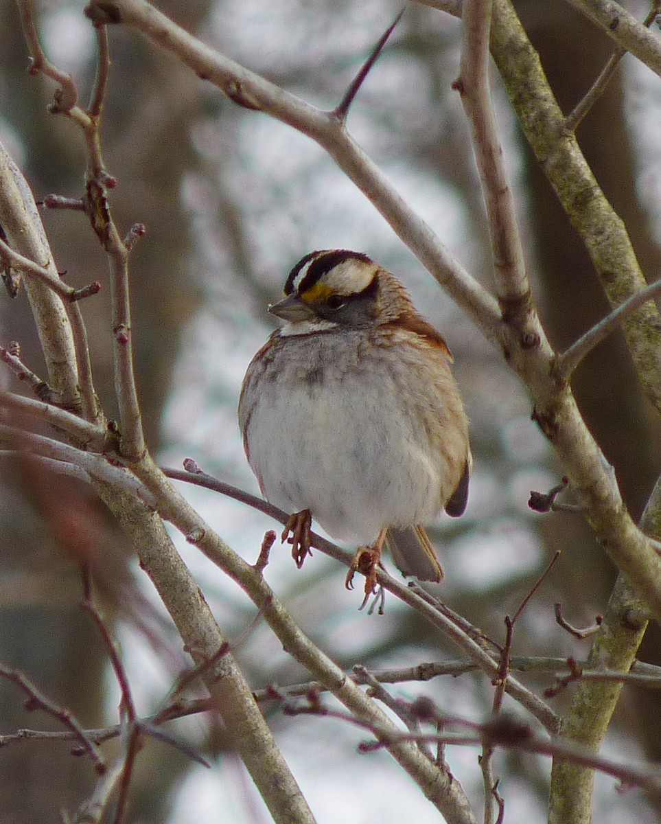 White-throated Sparrow - John Beetham