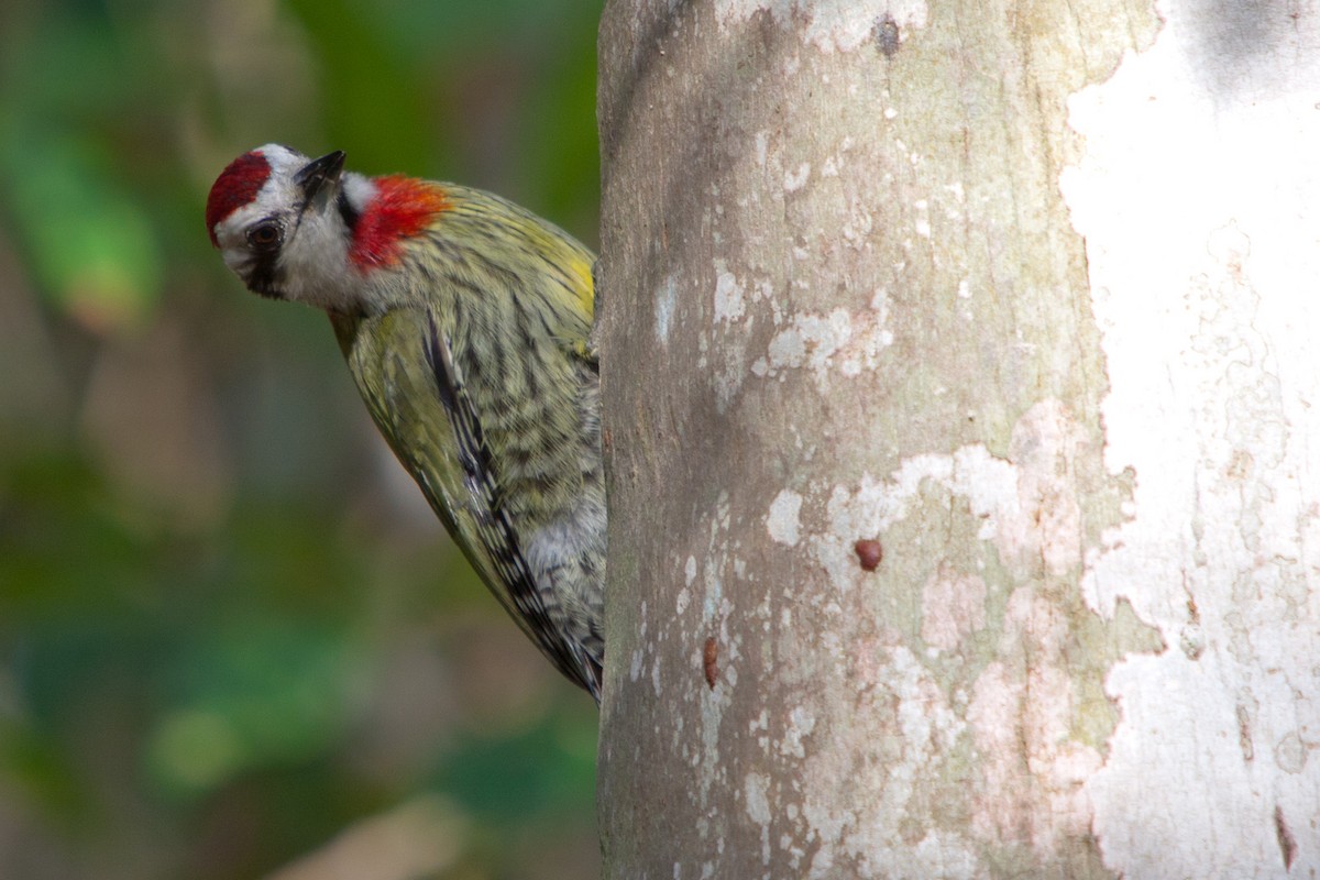 Cuban Green Woodpecker - Colin Jones