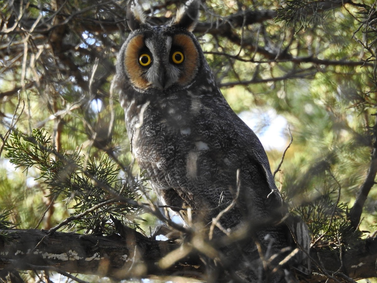 Long-eared Owl - Ben Douglas