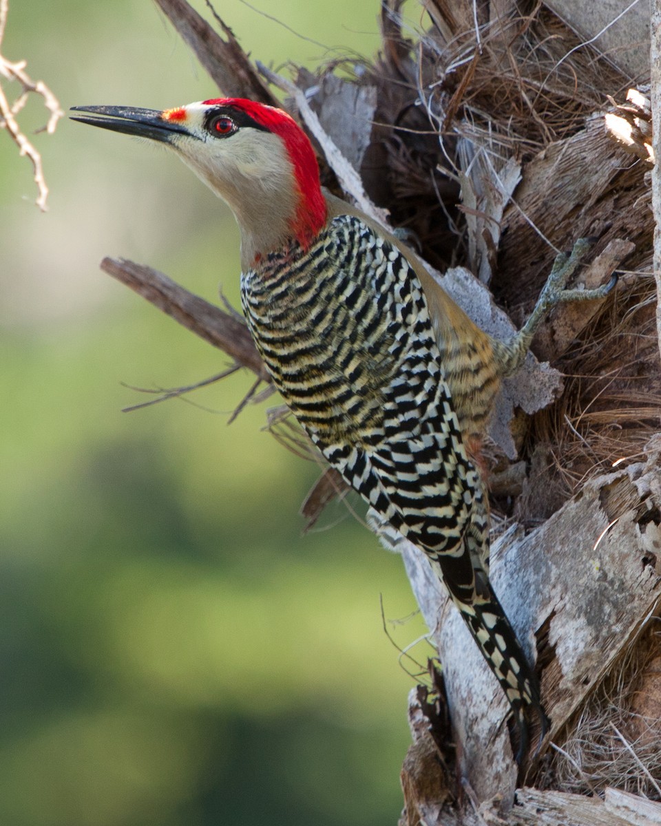 West Indian Woodpecker - Colin Jones