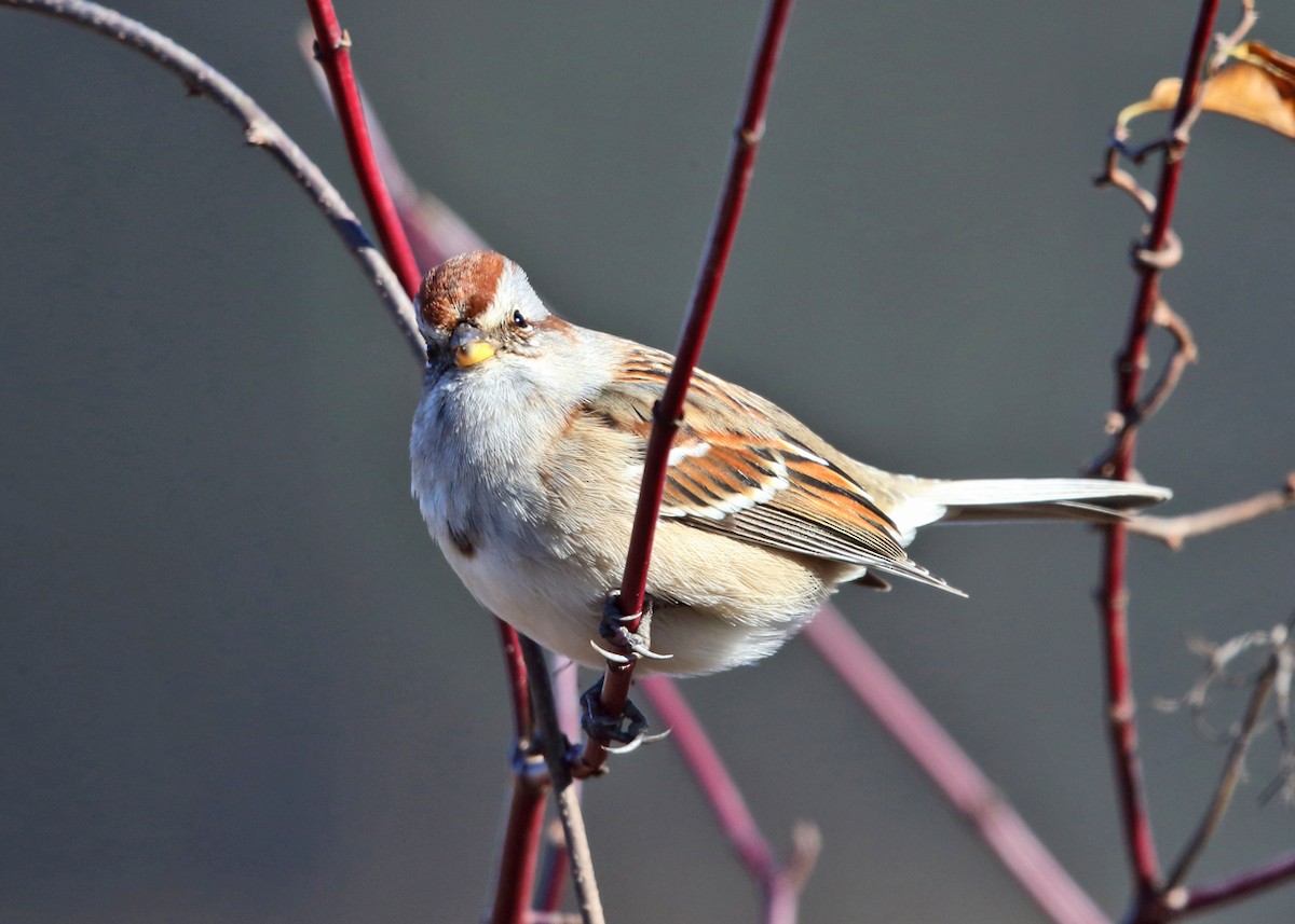 American Tree Sparrow - ML74885431