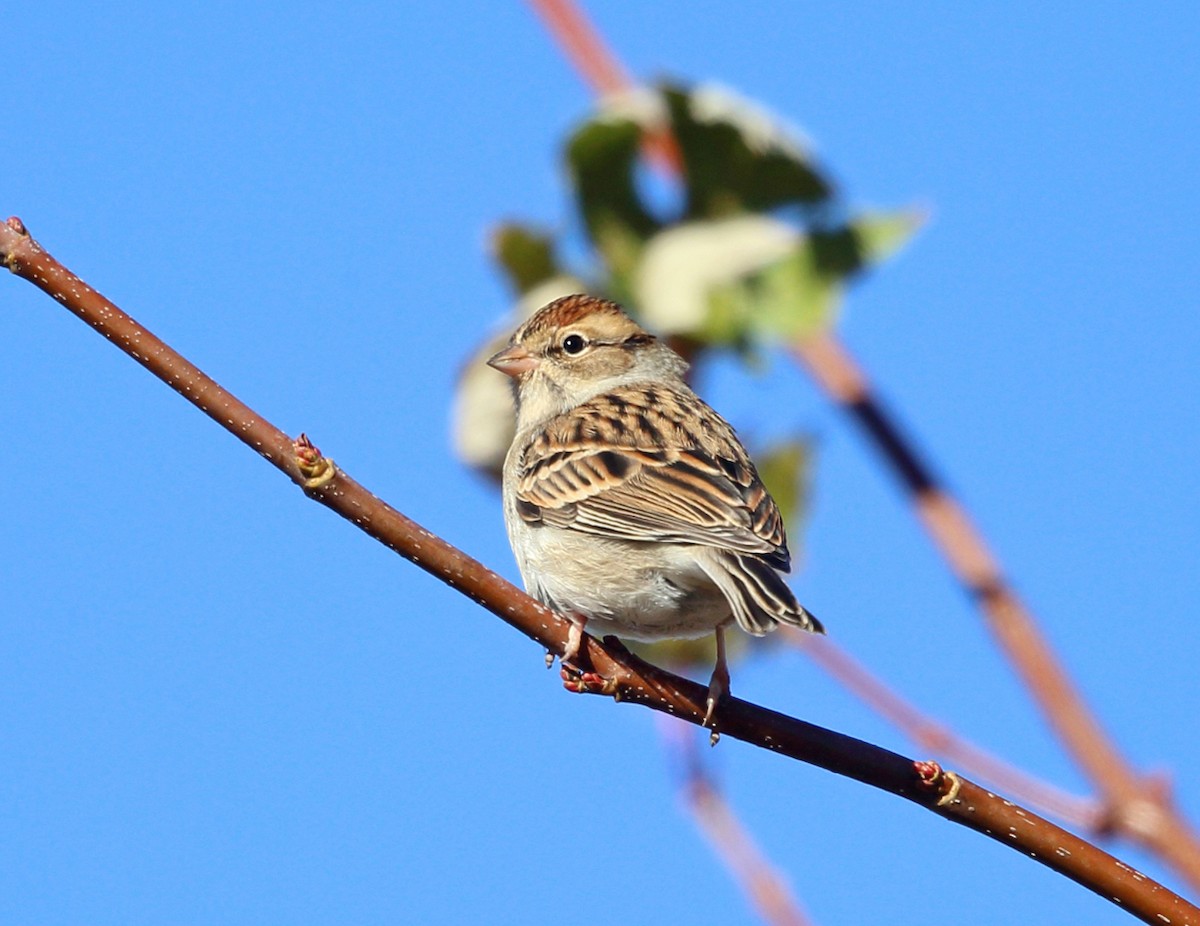 Chipping Sparrow - ML74885461