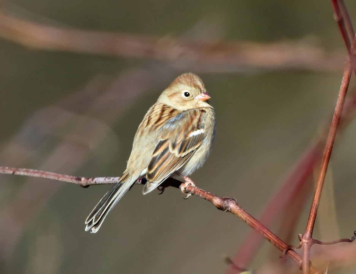 Field Sparrow - ML74885511