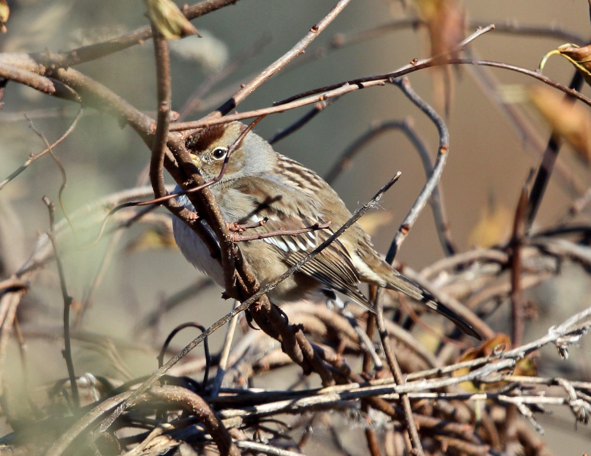 White-crowned Sparrow - ML74885561
