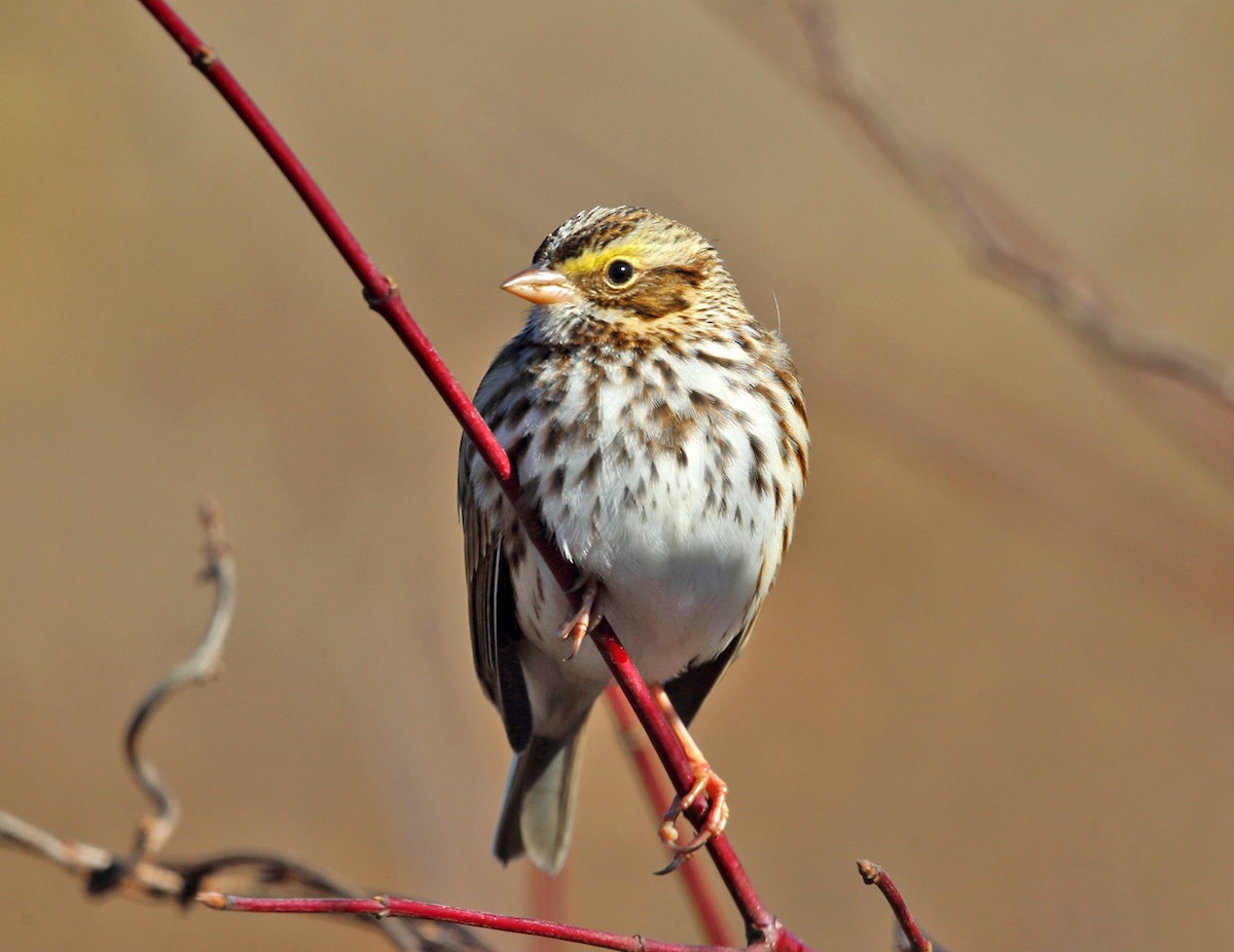 Savannah Sparrow - ML74885611