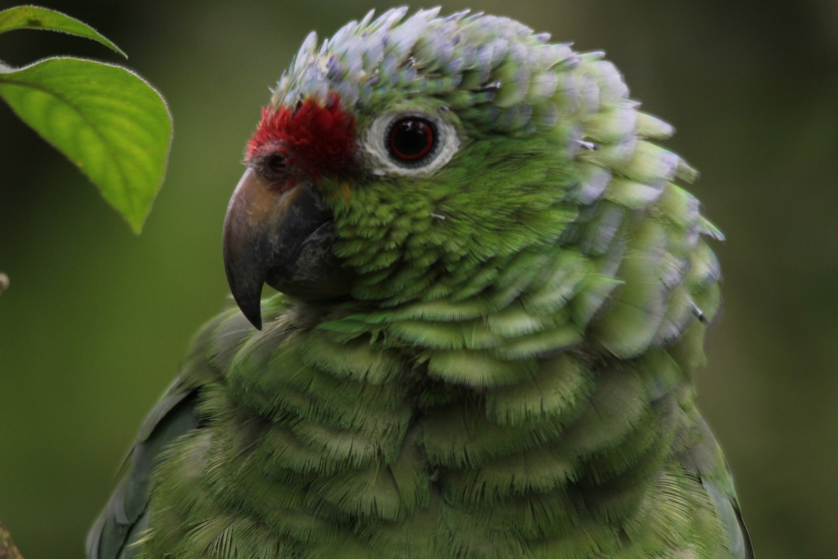 Red-lored Parrot - ML74887371