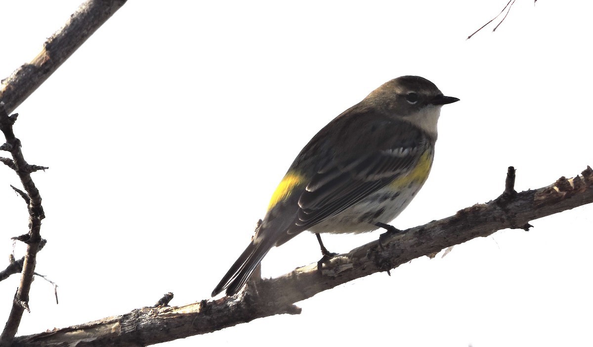 Yellow-rumped Warbler (Myrtle) - ML74889301