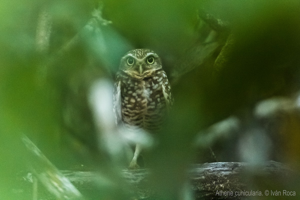 Burrowing Owl - Aves de la Laguna