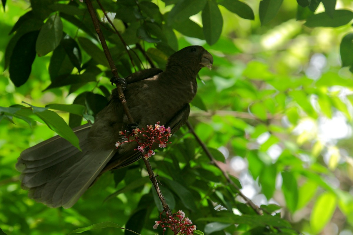 Seychelles Parrot - ML74891131