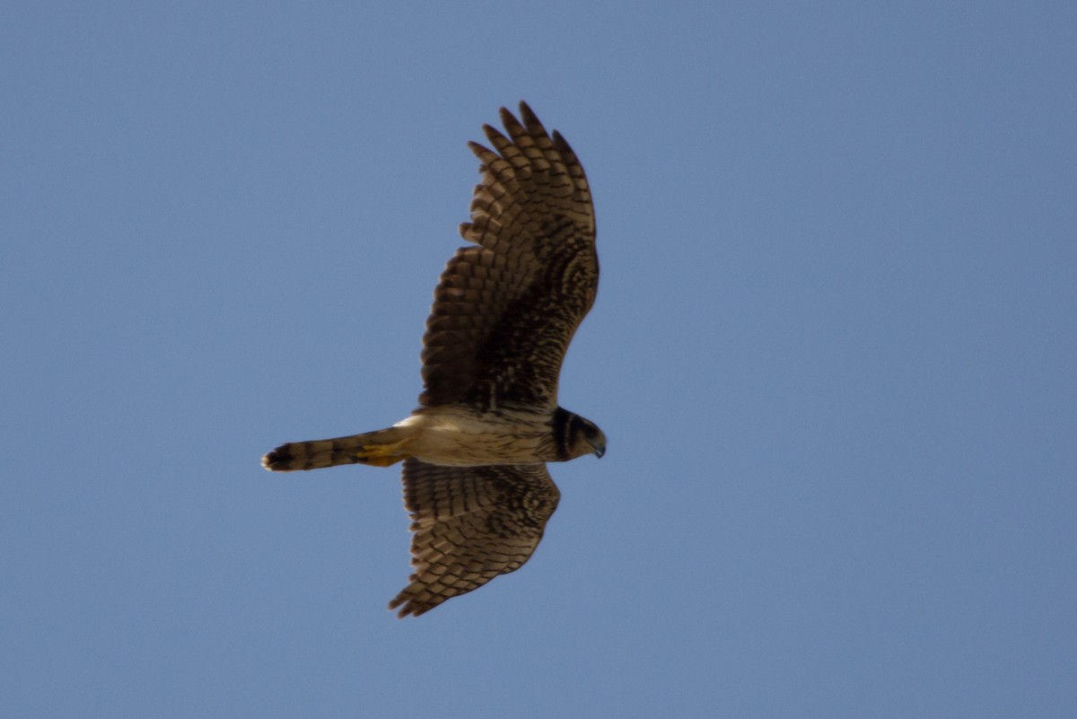 Long-winged Harrier - Lindy Fung