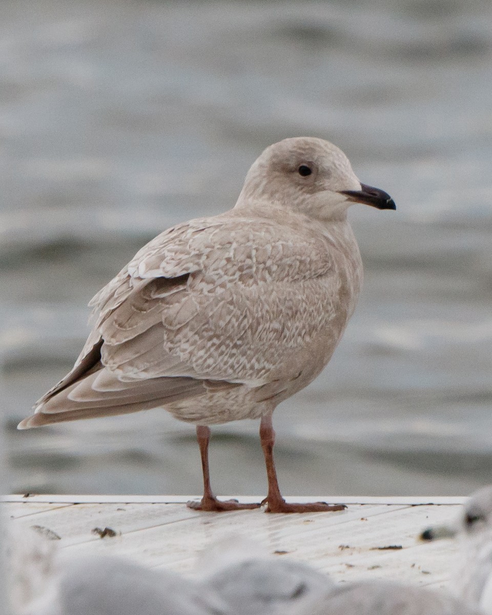 Iceland Gull - Jeff Stacey