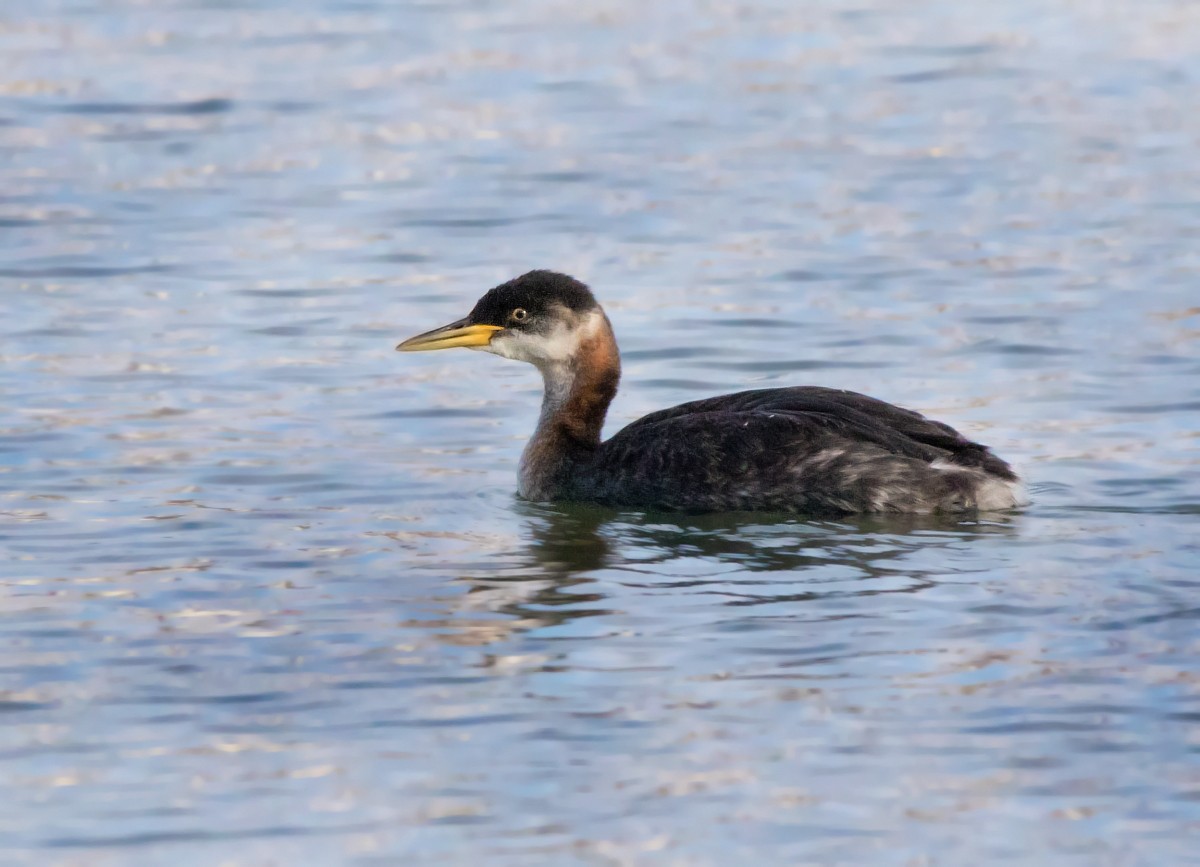 Red-necked Grebe - ML74894801