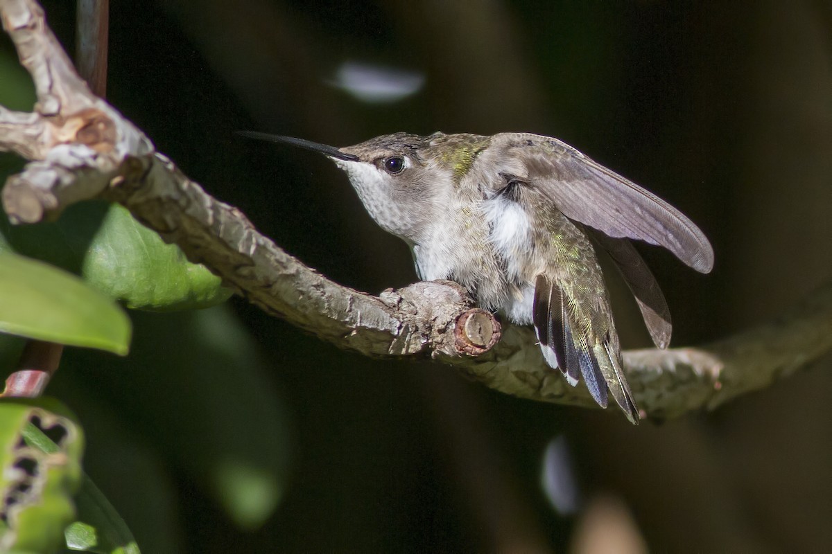 Black-chinned Hummingbird - ML74896891