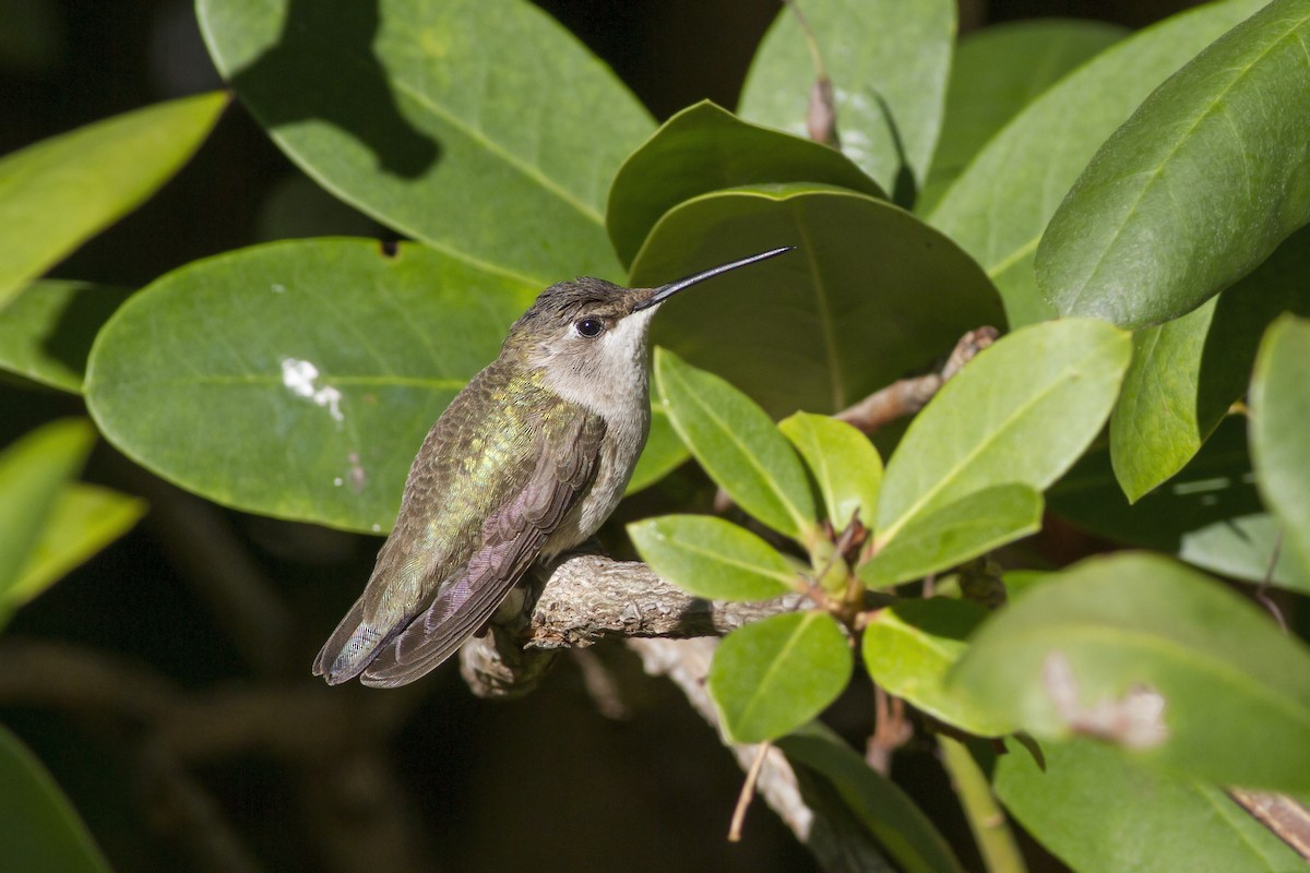 Black-chinned Hummingbird - ML74896931