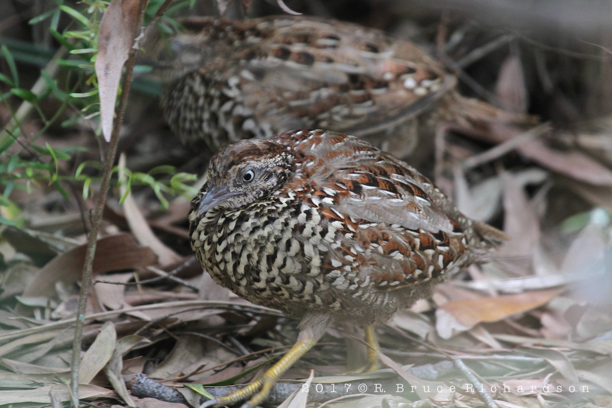 Black-breasted Buttonquail - ML74898321