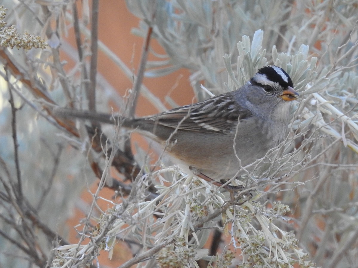 White-crowned Sparrow (Gambel's) - ML74902271