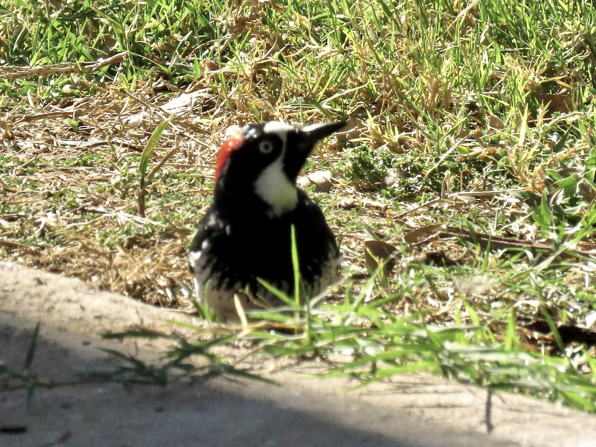 Acorn Woodpecker - Babs Buck
