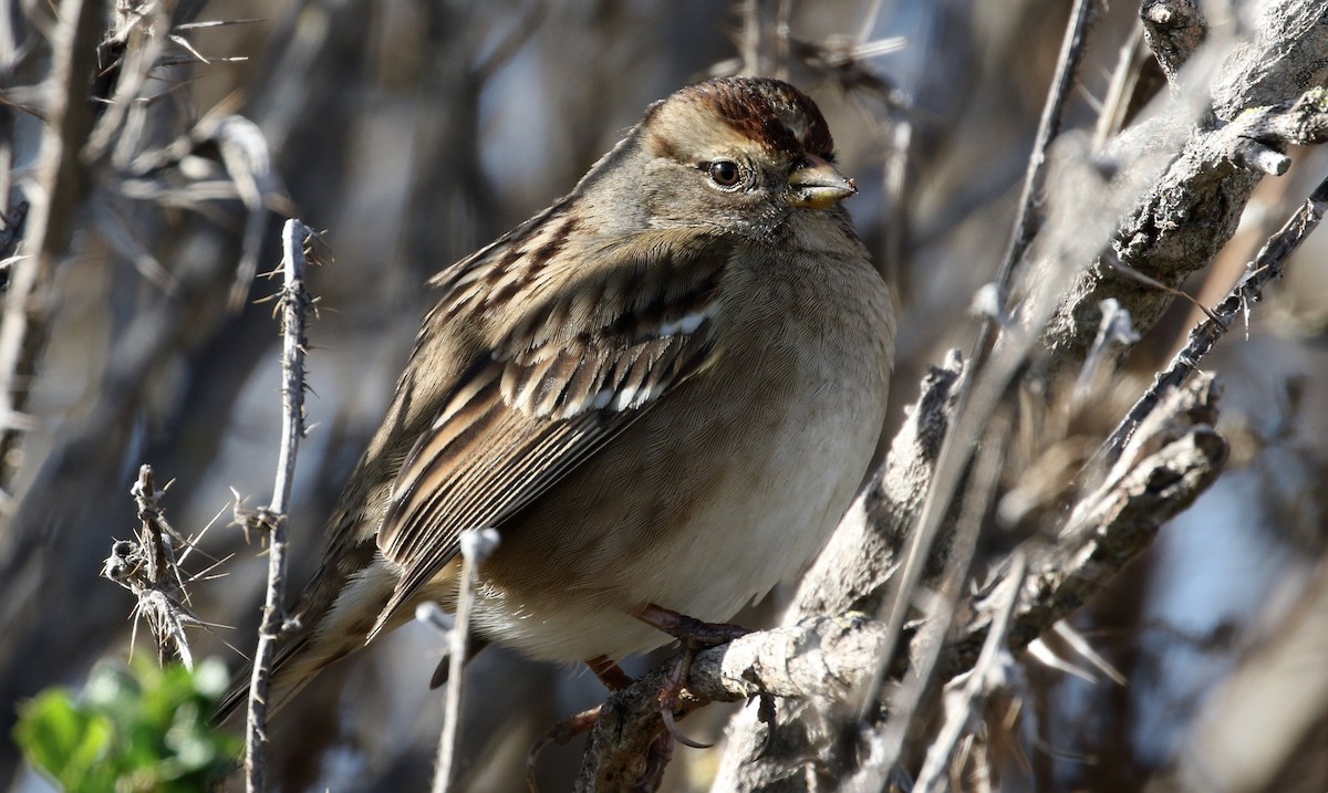 White-crowned Sparrow - Peter Svensson
