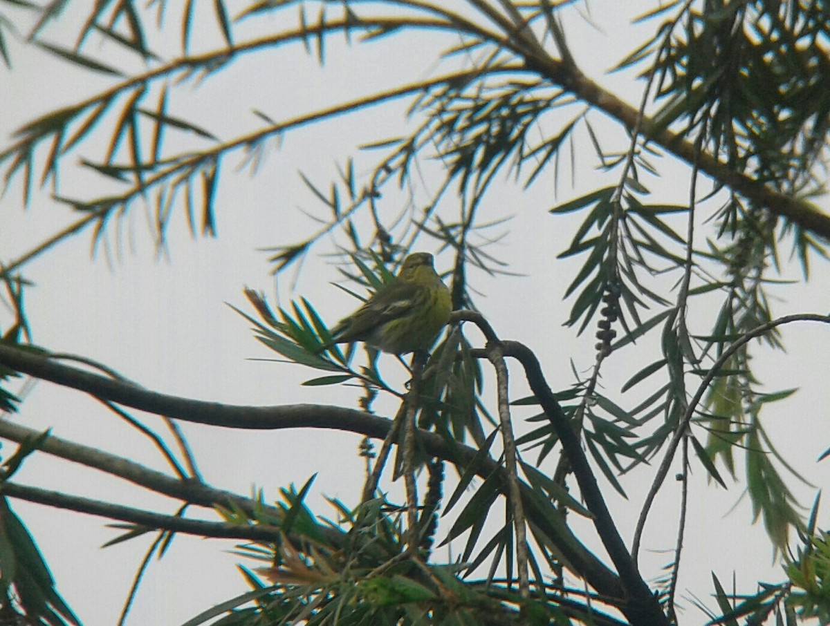 Cape May Warbler - Rudy Botzoc @ChileroBirding