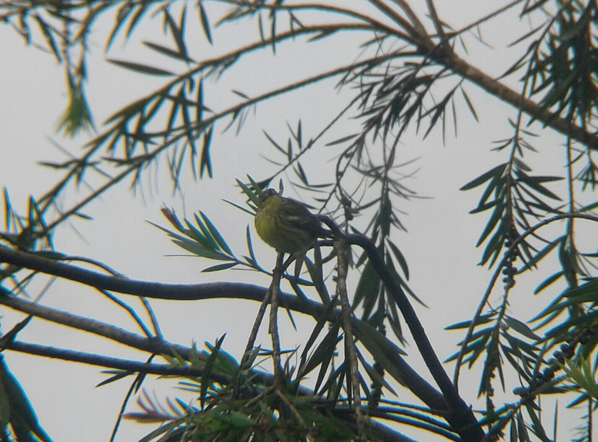 Cape May Warbler - ML74905941