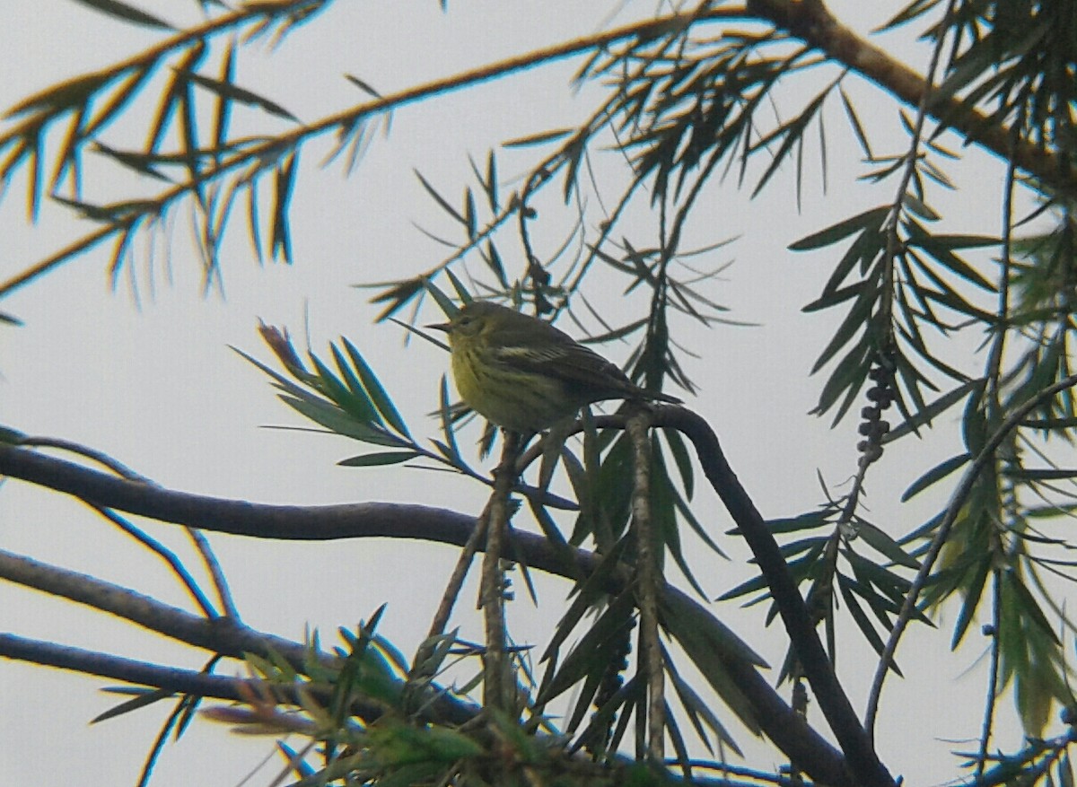 Cape May Warbler - ML74905951