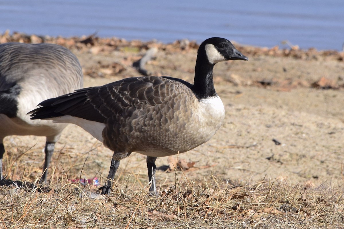 Cackling Goose (Taverner's) - David de Rivera Tønnessen
