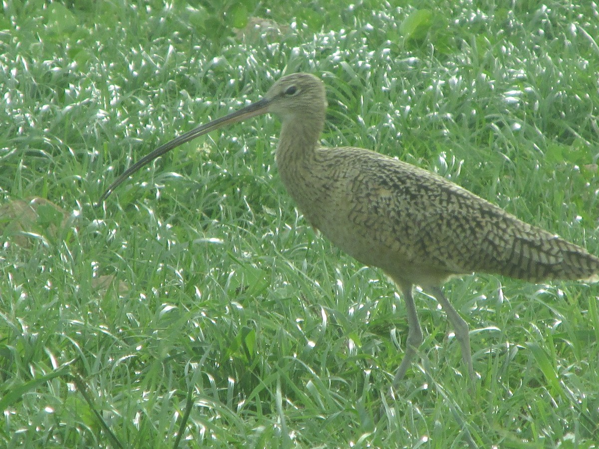 Long-billed Curlew - ML74909181