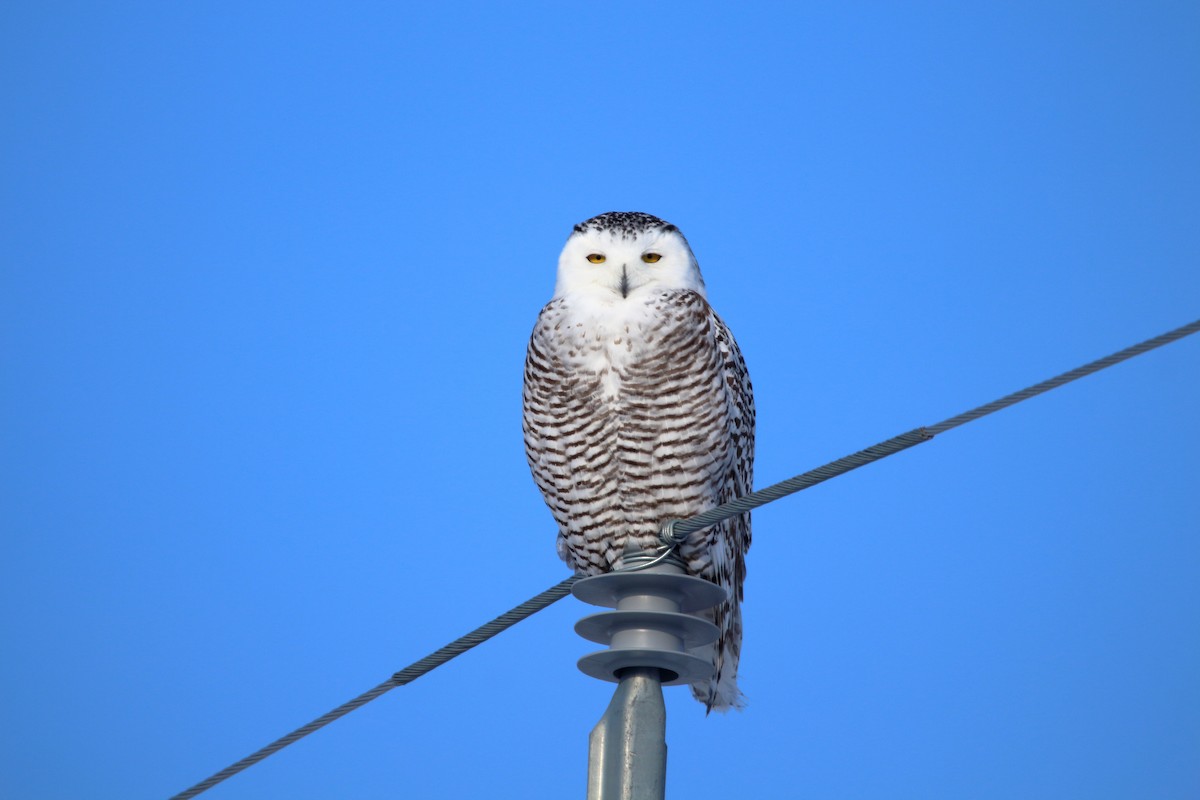 Snowy Owl - ML74909301